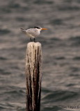 Royal Tern