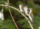 Rufous-naped Wren