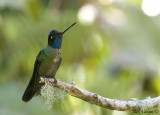 Magnifiscent Hummingbird