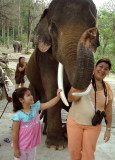 Elephant Petting 2008