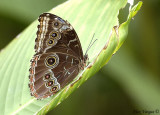 Morpho Butterfly