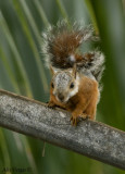 Variegated Squirrel