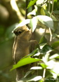 Himalayan Striped Squirrel