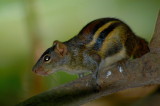 Indo-Chinese Ground Squirrel