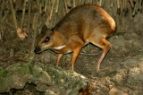 Lesser Mouse-Deer