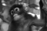 Dusky Langur - Black & White