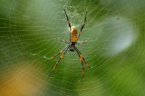 Asian Nephila - Golden Orb Spider
