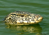Water Monitor