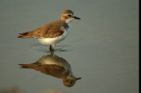 Greater Sand-Plover non breed -- sp 189