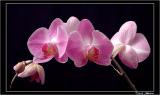 Phalaenopsis.jpg