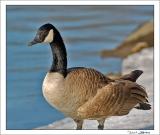 Canada Goose