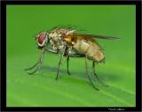 Common Fly