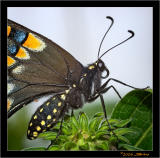 Eastern Black Swallowtail #2