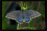 Eastern Black Swallowtail #3