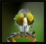 Robber Fly Front Crop