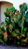 Cactus Blooms