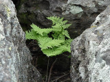 Fern Wht. Mtns