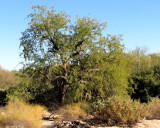 Mesquite Tree