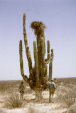 The Cardon cactus, Sonora Mexico