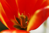 Tulipano 1