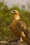 Galapagos Hawk007.JPG