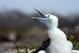 Magnificent Frigate chick007.JPG