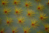 Cactus007.jpg