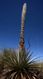 Mature killer thorn