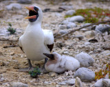 Nazca Booby & chick