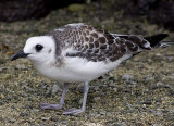 Juvenile Swallow-Tailed Gull .007.JPG