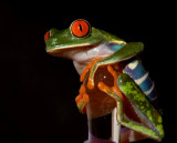 Gaudy Leaf Frog