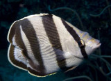 Banded Butterflyfish.007JPG007.JPG