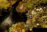 Honeycomb Cowfish.007.007JPG007.JPG