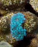Lettuce Sea Slug.007.JPG007.JPG