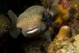 Porcupinefish.007.JPG007.JPG
