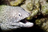 Spotted Moray2.007.JPG007.JPG