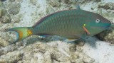 Stoplight Parrotfish adult.007.007JPG007.JPG