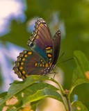 Red Spotted Purple