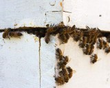 Guard Bees