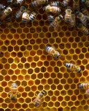 Stored Pollen