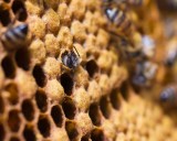 Bee Birth - Head Emerging