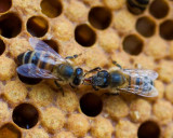 Communicating Worker Bees