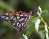 Gulf Fritillary