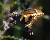 Giant Swallowtail