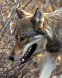 Timber Wolf