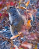 Arctic Ground Squirrel