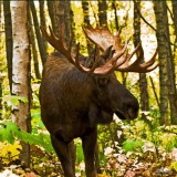 Bull Moose