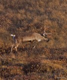 Caribou