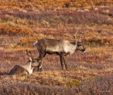 Caribou