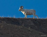 Dall Sheep